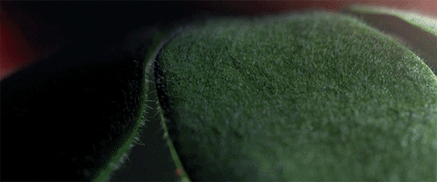 beauty fruit GIF by Woodblock