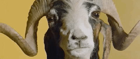 holymountain giphyupload goat staring alejandro jodorowsky GIF