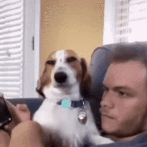 Dog Smirk GIF