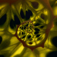 konczakowski fruit tropical spiral slice GIF
