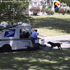 Postal Worker Dog GIF by The Dodo