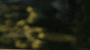 Explore Bow And Arrow GIF by Disney Princess