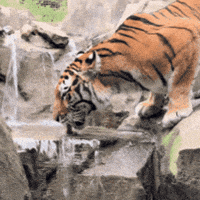 Amur Tiger Drinking GIF by John Ball Zoo