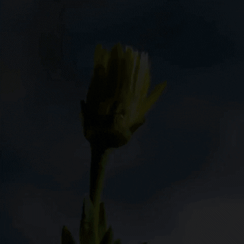 sabrinasadeghimillecamps giphyupload GIF