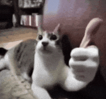 Cat Ok GIF