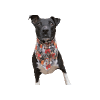 Pit Rescue Dog Sticker by Geekster Pets