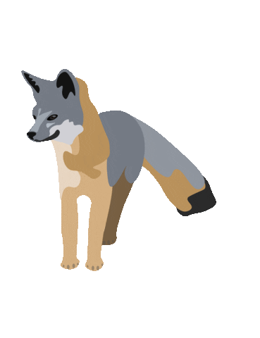 Gray Fox Sticker by Catalina Island Conservancy