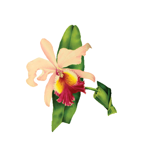 Flower Sticker by TATY PARRALES