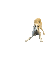 Dog Playing Sticker by De Graafschap Dierenartsen