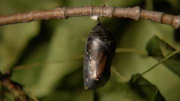 Butterfly Caterpillar GIF by U.S. Fish and Wildlife Service