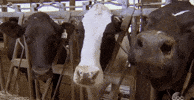 Episode 4 Abc GIF by The Bachelor