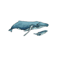 Whale Fauna Sticker by Parks Conservancy