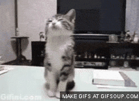 porque GIF