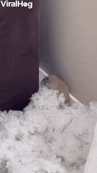Rat GIF by ViralHog