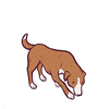 Love Dogs Dog Photography GIF by puppytales