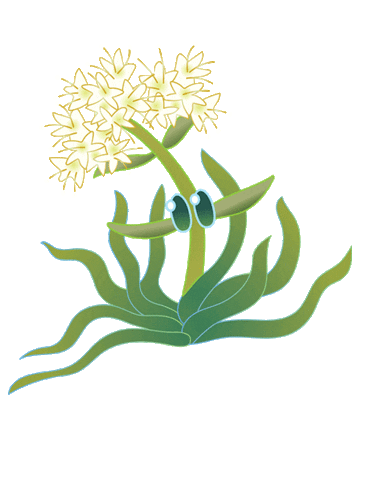 Succulents Dudleya Sticker by California Native Plant Society