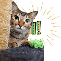 Cat Hello Sticker
