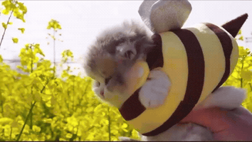 Bumble Bee Cat GIF by Respective