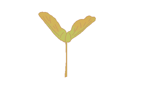 elyxandra giphyupload seed whirlybird elyxandra Sticker