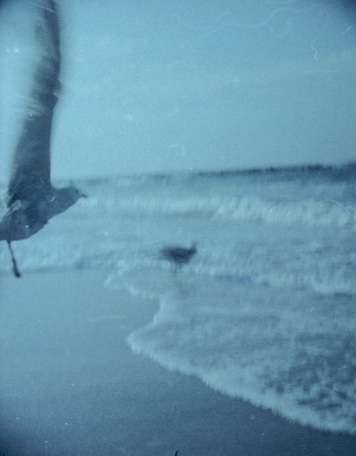 seagull GIF by Liaizon Wakest