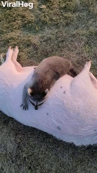 Raccoon Hangs Out With Pig Pal