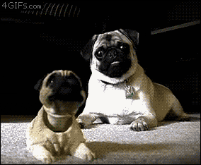 dogs bulldog GIF