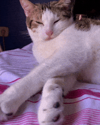 Buenas Noches Esperando GIF