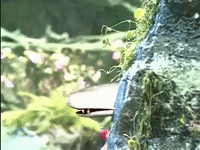 xin bai niang zi chuan qi GIF