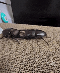 Fly Bug GIF by Respective
