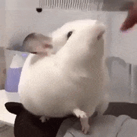 Bunny Feeling GIF by JustViral.Net