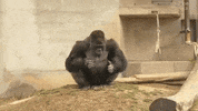 Great Ape Zoo GIF