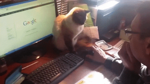 cat mouse GIF