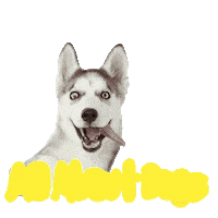 Dog Show Sticker by allaboutdogsshow