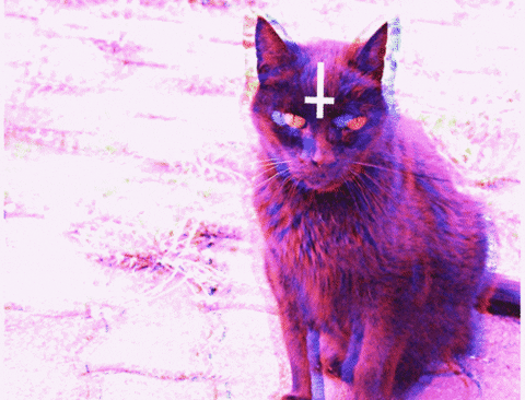 anti christ cat GIF