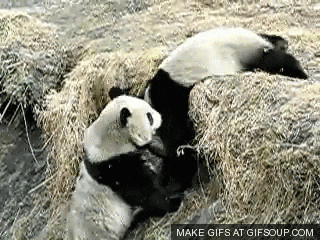 panda GIF