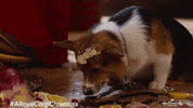 Corgi Eating GIF by Hallmark Channel