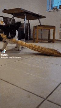 Corgi Broom GIF