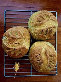 alhornobakery  GIF