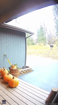Thieving Moose Devours Doorstep Jack-o'-Lantern in Anchorage