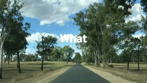 tree roadtrip GIF