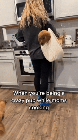 cuteanimalland giphyupload GIF