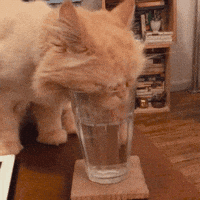 Drink Water