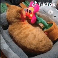 Ho Amici GIF by TikTok Italia