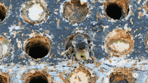 Flower Bee GIF by PBS Digital Studios