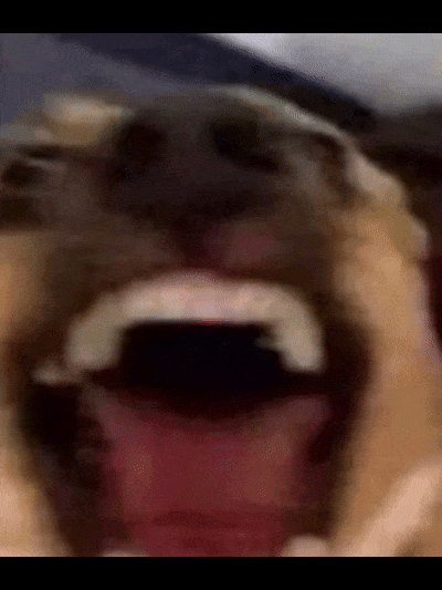 Dog Lol GIF by Tondrakht