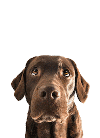 Dog Hund Sticker