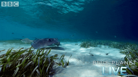 bbc one oceans GIF by BBC