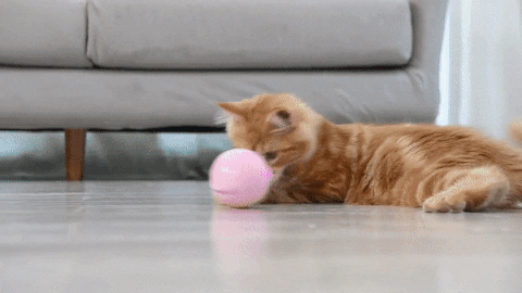 dropbuild giphyupload GIF