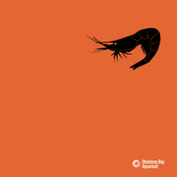 trick or treat halloween GIF by Monterey Bay Aquarium