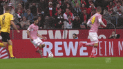 soccer celebration GIF by 1. FC Köln
